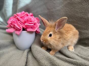 Rescue Lionhead Rabbits for Adoption in Mission Viejo, California - Hazelnut | PetCurious