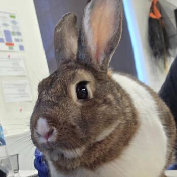 Peanut -  American Rabbit for Adoption in Tampa, Florida - Peanut | PetCurious