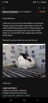 Rescue English Spot Rabbits for Adoption in Wekiwa Springs, Florida - Easter | PetCurious