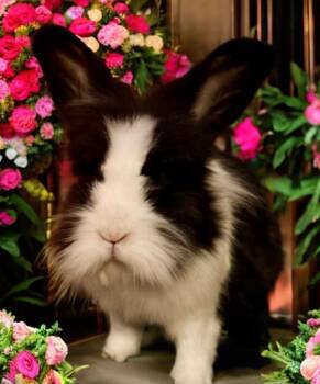 Lionhead Rabbits Available for Adoption in Rancho Cordova, California - Walter | PetCurious