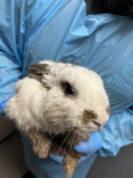 QUEEZY -  Bunny Rabbit Rabbit for Adoption in Las Vegas, Nevada - QUEEZY | PetCurious