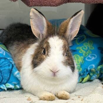 Graham Cracker -  Bunny Rabbit Rabbit for Adoption in Fairport, New York - Graham Cracker | PetCurious