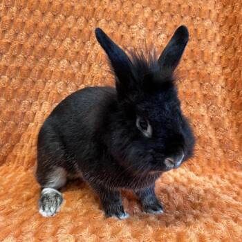 Star - RSAC070 -  Lionhead and Silver Marten Rabbit for Adoption in Oak Park, Illinois - Star - RSAC070 | PetCurious