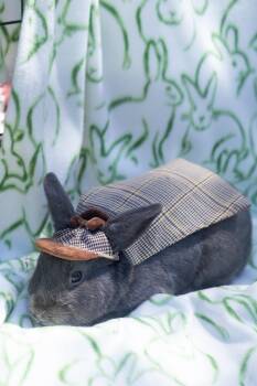 Beveren Rabbits Available for Adoption in Bishopville, South Carolina - Samurai | PetCurious