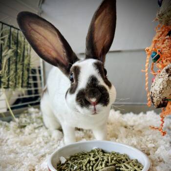Bumbina -  Rex Rabbit for Adoption in Englewood, Florida - Bumbina | PetCurious