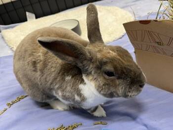 Rescue Dutch Rabbits for Adoption in Stratham, New Hampshire - Carey - Companion To Psycho | PetCurious