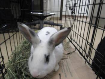 Bunny Rabbit Rabbits Available for Adoption in Derwood, Maryland - CHAPMAN | PetCurious
