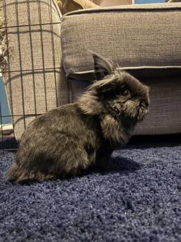 Rescue Lionhead Rabbits for Adoption in Kalamazoo, Michigan - Koekje | PetCurious