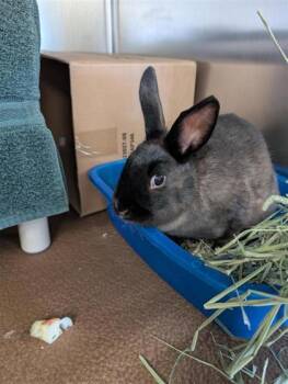 Bunny Rabbit Rabbits Available for Adoption in Montreal, Quebec - Sienna | PetCurious