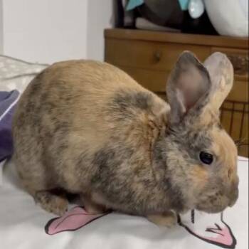 Playboy -  Harlequin Rabbit for Adoption in Kalamazoo, Michigan - Playboy | PetCurious