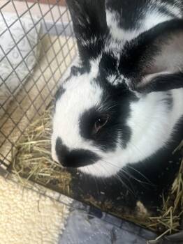 Valentina -  English Spot Rabbit for Adoption in Naples, Florida - Valentina | PetCurious