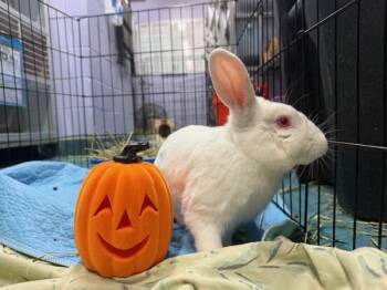 Rescue Bunny Rabbit Rabbits for Adoption in New York, New York - McTwisp | PetCurious