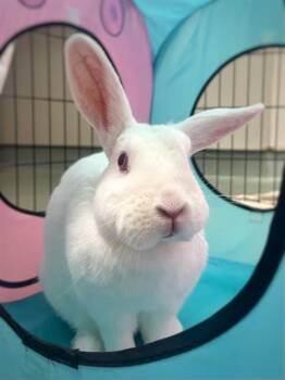 New Zealand Rabbits Available for Adoption in Dedham, Massachusetts - JAVA THE BEAN | PetCurious