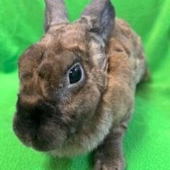 Rescue Mini Rex Rabbits for Adoption in Fort Worth, Texas - Tootsie Roll | PetCurious
