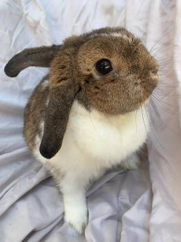 Mamas -  French Lop Rabbit for Adoption in Los Angeles, California - Mamas | PetCurious