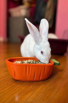 Tyrion and Jon Snow -  New Zealand Rabbit for Adoption in Saint Charles, Missouri - Tyrion And Jon Snow | PetCurious