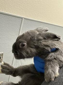 SNICKERS -  Bunny Rabbit Rabbit for Adoption in Las Vegas, Nevada - SNICKERS | PetCurious