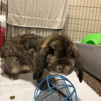 Chocolate ES-187/26 -  Lop Eared Rabbit for Adoption in Burlington, Ontario - Chocolate ES-187/26 | PetCurious