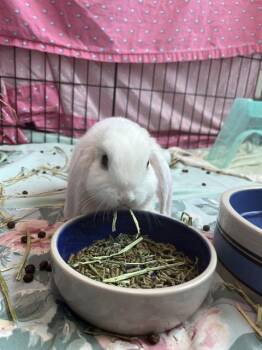 GUDETAMA -  English Lop Rabbit Available for Adoption in Barnstable, Massachusetts - GUDETAMA | PetCurious
