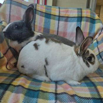 Clover -  Dutch Rabbit for Adoption in Evansville, Indiana - Clover | PetCurious