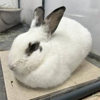Ostrich -  English Spot Rabbit for Adoption in Kennesaw, Georgia - Ostrich | PetCurious