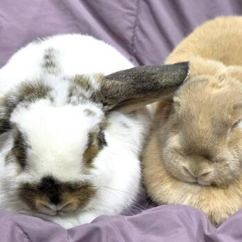 Lola -  Bunny Rabbit Rabbit for Adoption in Michigan City, Indiana - Lola | PetCurious