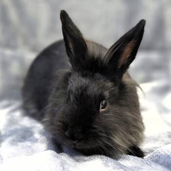 Merri -  Lionhead Rabbit Available for Adoption in Michigan City, Indiana - Merri | PetCurious