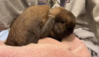 Lop Eared Rabbits Available for Adoption - Taco | PetCurious