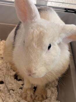 Romani -  American Rabbit for Adoption in Stafford, Virginia - Romani | PetCurious