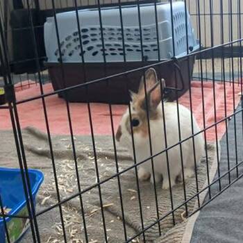 Marshall -  Bunny Rabbit Rabbit for Adoption in West Olive, Michigan - Marshall | PetCurious