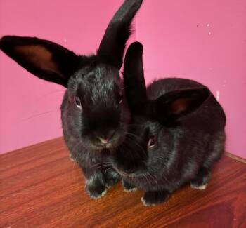 Rescue Dwarf Rabbits for Adoption in Sauk Village, Illinois - Carrie + Charlotte Bonded Pair | PetCurious