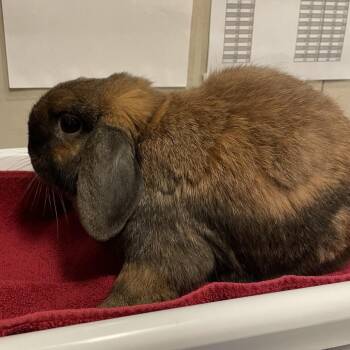 Sasha -  Rex Rabbit for Adoption in Chicago, Illinois - Sasha | PetCurious