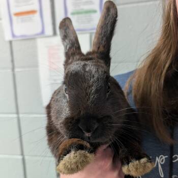 American Rabbits Available for Adoption in West Olive, Michigan - Nimbus | PetCurious