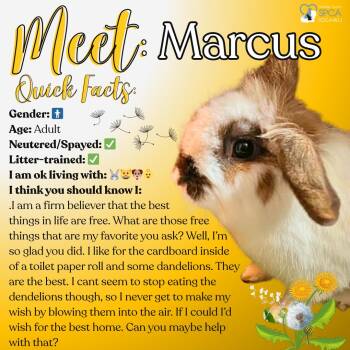 Lionhead Rabbits Available for Adoption in Fulton, New York - Marcus | PetCurious