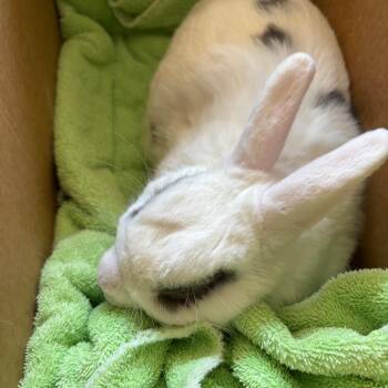 Daffy Duck -  Hotot Rabbit for Adoption in Richmond, California - Daffy Duck | PetCurious