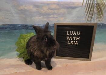 Leia -  Lionhead Rabbit for Adoption in Columbus, Ohio - Leia | PetCurious