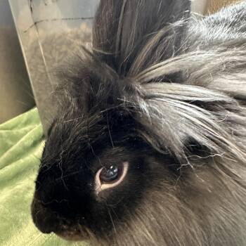 Koda -  Lionhead Rabbit for Adoption in Franklin Township, New Jersey - Koda | PetCurious