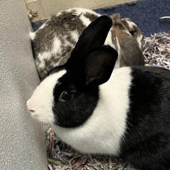 Sassa -  Dutch Rabbit for Adoption in Dekalb, Illinois - Sassa | PetCurious