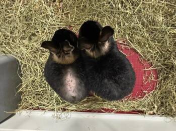 Nutmeg -  Netherland Dwarf Rabbit for Adoption in Dallas, Pennsylvania - Nutmeg | PetCurious