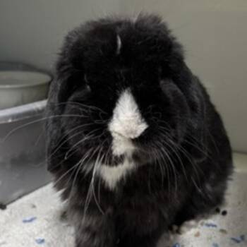 Holland Lop Rabbits Available for Adoption in Baltimore, Maryland - Kuro | PetCurious
