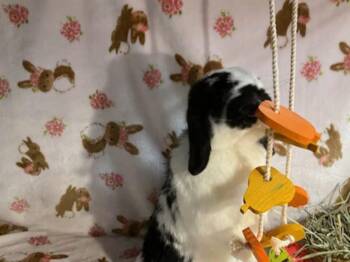 Holland Lop Rabbits Available for Adoption in Waynesboro, Virginia - Molly | PetCurious