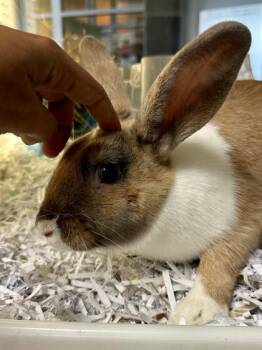 Bunny Rabbit Rabbits Available for Adoption in Wichita, Kansas - Clover | PetCurious
