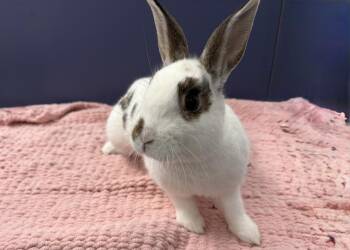 Bunny Rabbit Rabbits Available for Adoption in Westford, Massachusetts - Shelbie | PetCurious