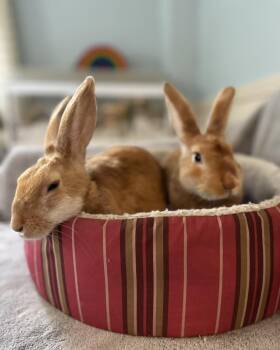 Rescue Bunny Rabbit Rabbits for Adoption in Westbrook, Maine - Sunshine *bonded To Ritz* | PetCurious