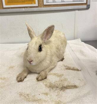 HAZLENUT -  Bunny Rabbit Rabbit for Adoption in Camarillo, California - HAZLENUT | PetCurious