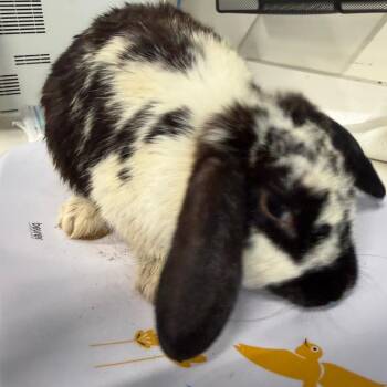 Cottontail -  American Rabbit for Adoption in Tampa, Florida - Cottontail | PetCurious