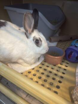 Buneary -  American Rabbit for Adoption in Reisterstown, Maryland - Buneary | PetCurious