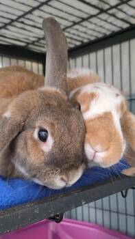 Rescue Rex Rabbits for Adoption in Smithtown, New York - Gatsby | PetCurious