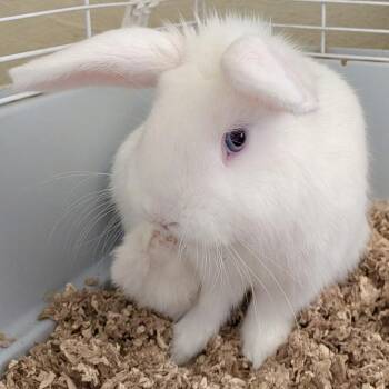 English Spot Rabbits Available for Adoption in Andover, Connecticut - Kimba | PetCurious