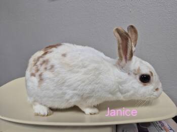Bunny Rabbit Rabbits Available for Adoption in Cincinnati, Ohio - Janice | PetCurious